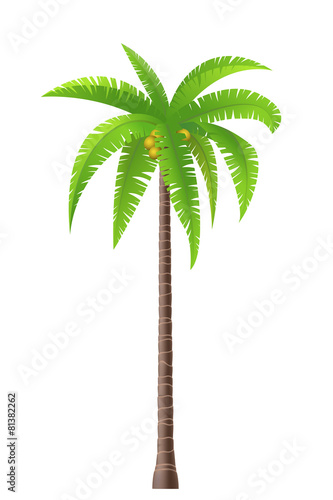 Coconut palm tree on white background
