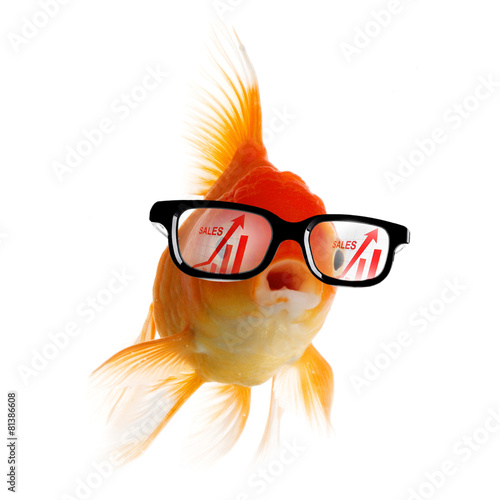 Photography Smart Gold fish