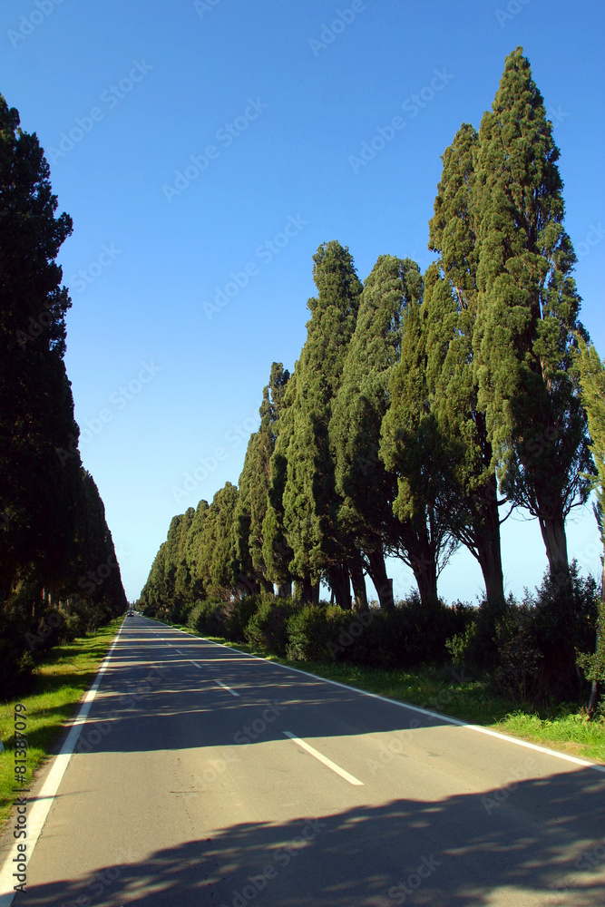 Toscana,viale dei cipressi,Bolgheri,Livorno.