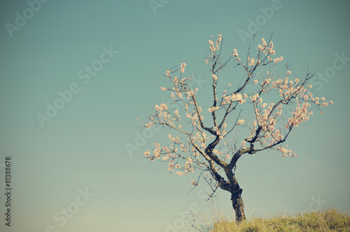 Obraz na plátně a solitary almond blossom