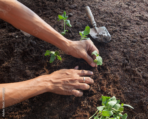 people planting young tree on dirt soil with gardening tool use photo