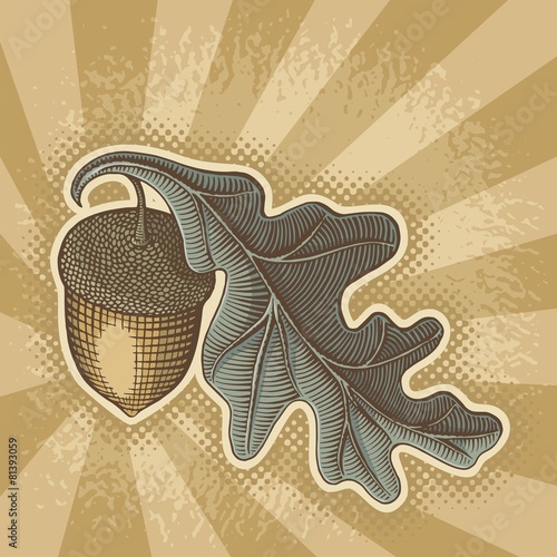 Acorn on sunbeam