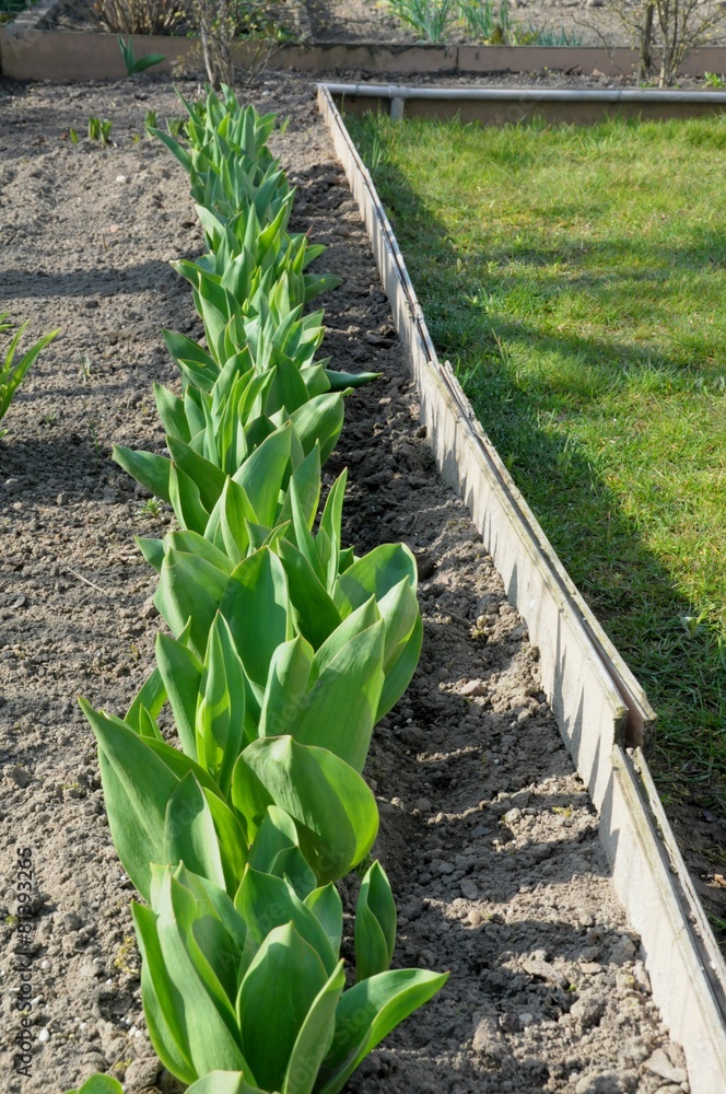 Fototapeta premium Pierwsze tulipany