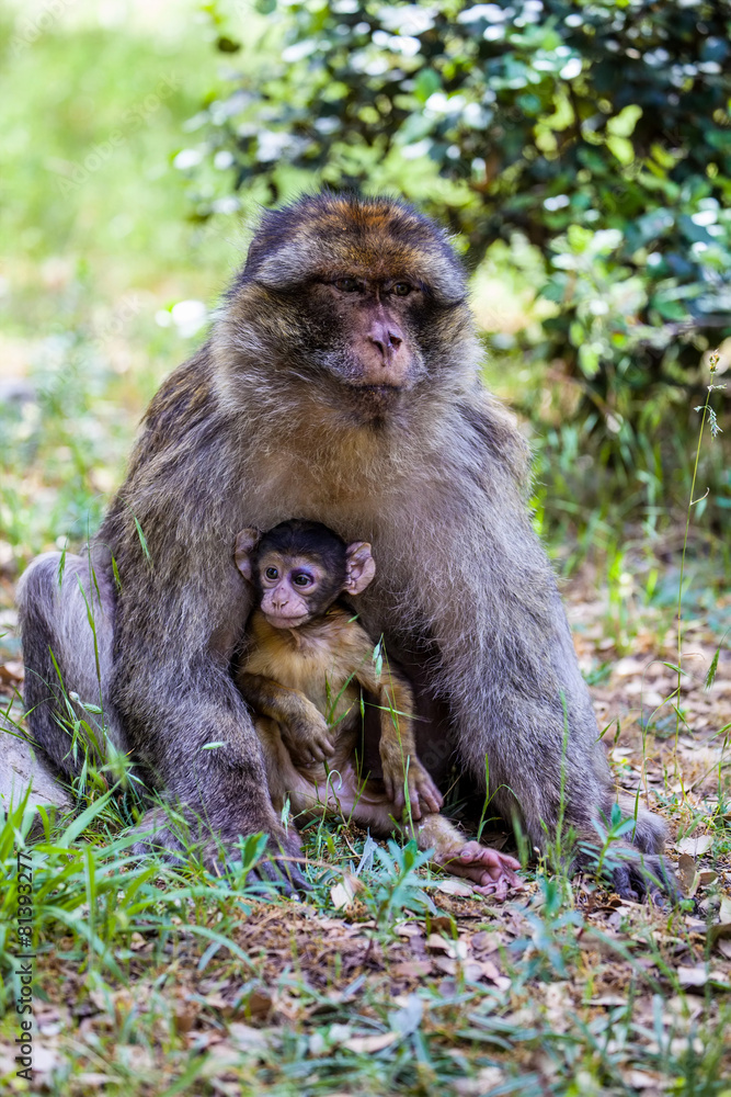 female Barbary Ape, Macaca sylvanus, with  babys,Morocco