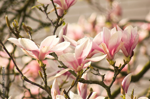 zarte Magnolienblüten
