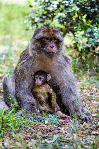 female Barbary Ape, Macaca sylvanus, with babys,Morocco