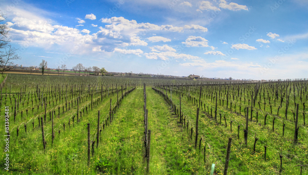 vineyard in Venetian country
