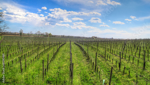 vineyard in Venetian country