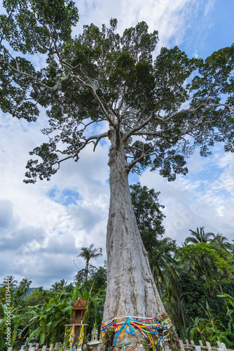 Rubber Tree in Baan Tai, Koh Phangan, Thailand © softfocusphoto