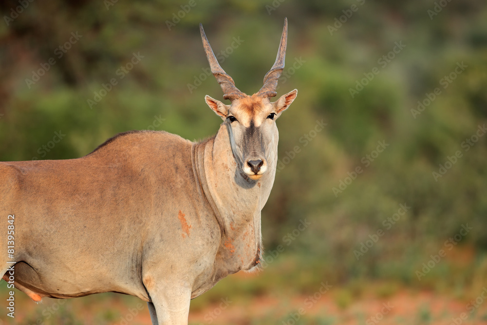 Fototapeta premium Eland antelope in natural habitat