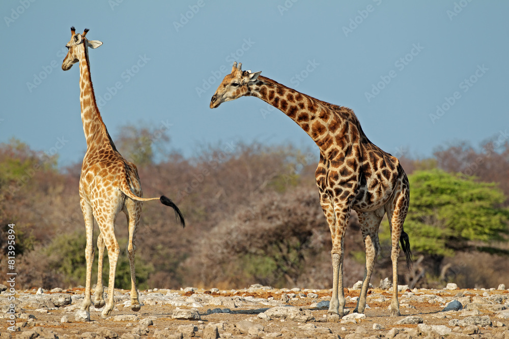 Obraz premium Giraffes in natural habitat, Etosha National Park