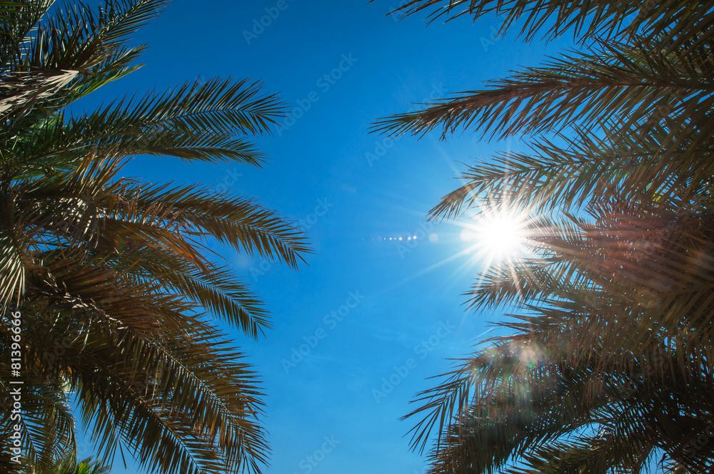 Fototapeta premium Palm leaves against the blue sky