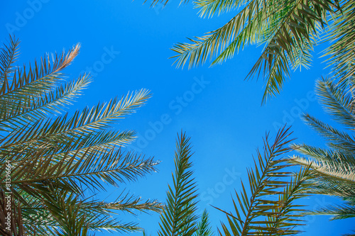 Palm leaves against the blue sky