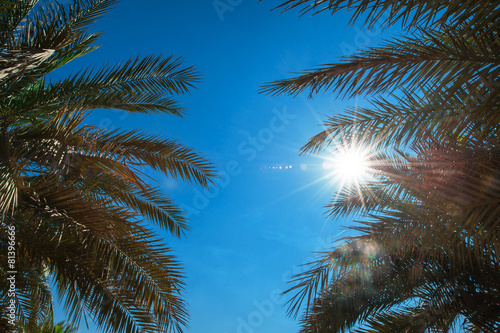 Palm leaves against the blue sky