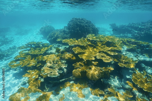 Underwater reef with elkhorn coral Caribbean sea