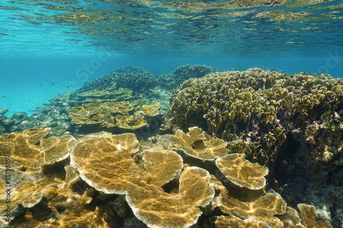 Underwater seascape of a coral reef Caribbean sea