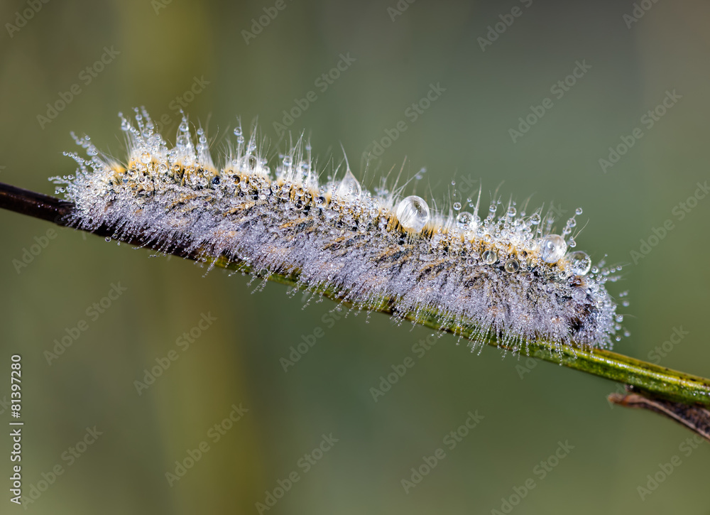 Caterpillar in water drops