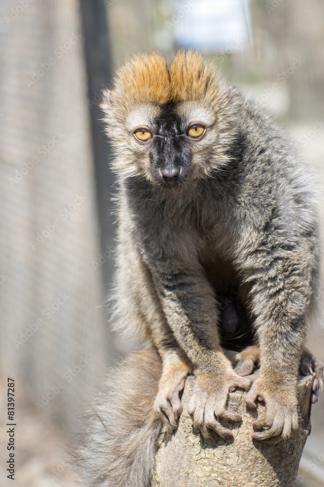 Obraz premium Red lemur (Eulemur rufus)