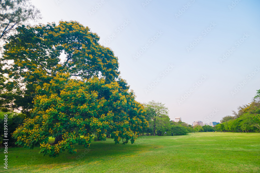 Naklejka premium Green field city park, Beautiful lawn