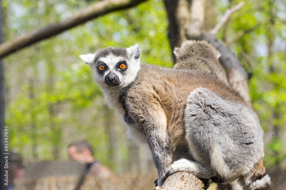 Obraz premium Ring-tailed lemur (Lemur catta)