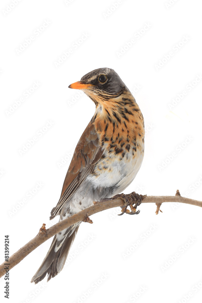 Fototapeta premium thrush