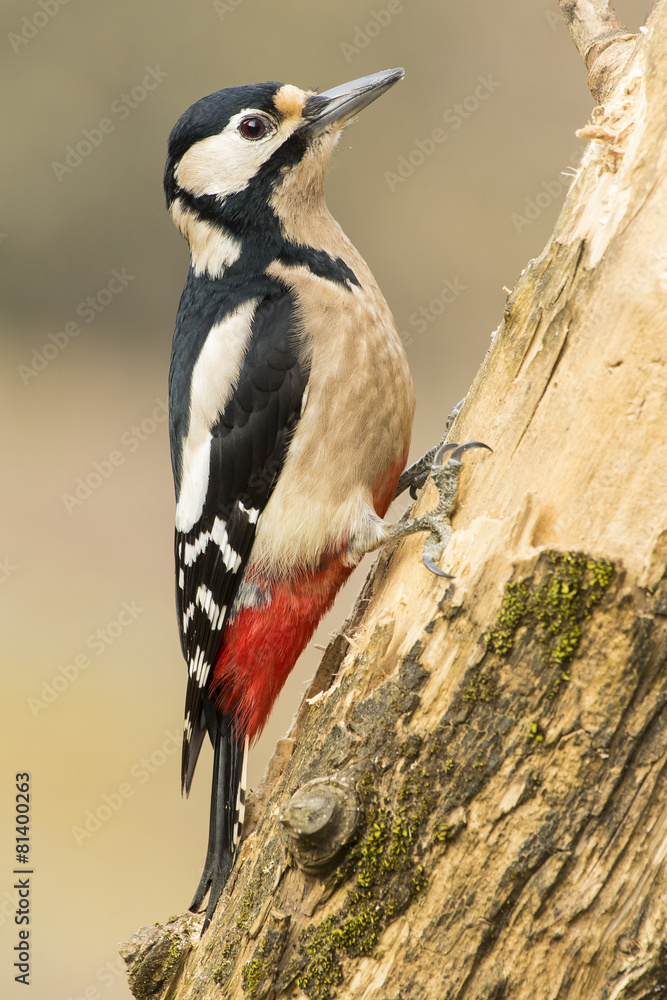 Woodpecker (Dendrocopos major) perched on a log Woodpecker (Dendrocopos major) perched on a log