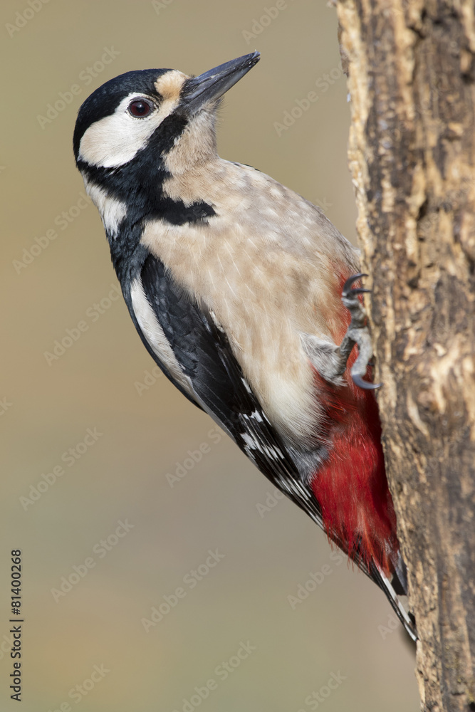 Woodpecker (Dendrocopos major) perched on a log