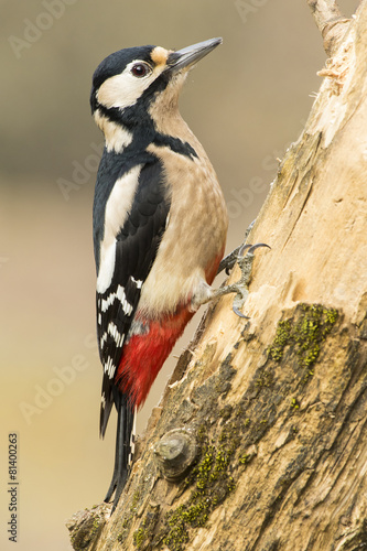 Woodpecker (Dendrocopos major) perched on a log