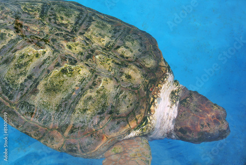 Meeresschildkröte in Bahia