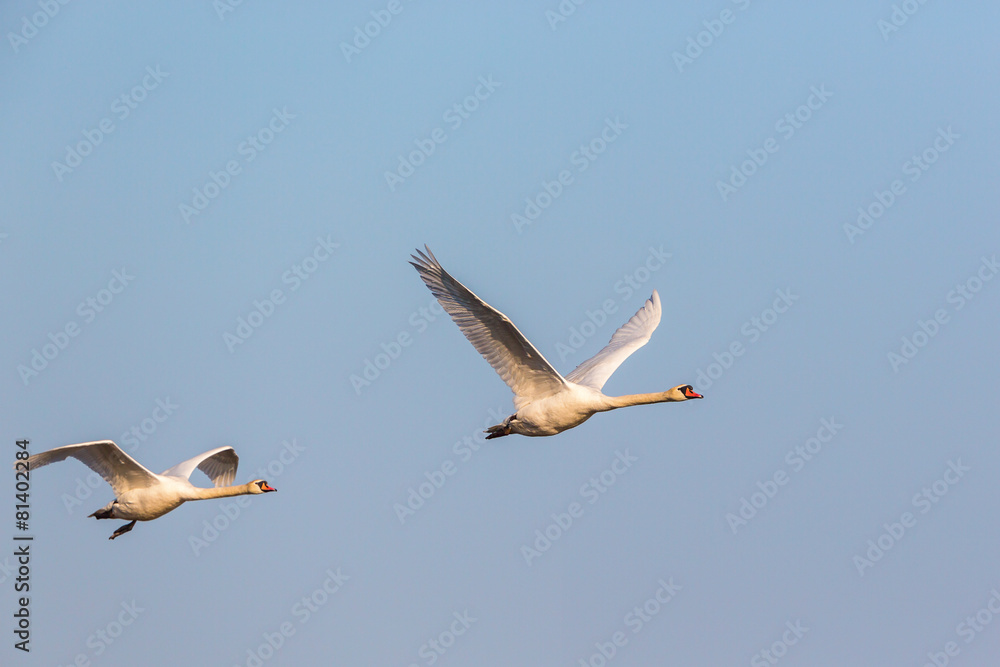 Pair of Mute Swans flying in the skies