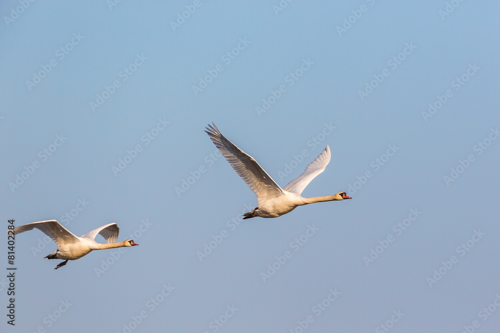 Pair of Mute Swans flying in the skies Pair of Mute Swans flying in the skies