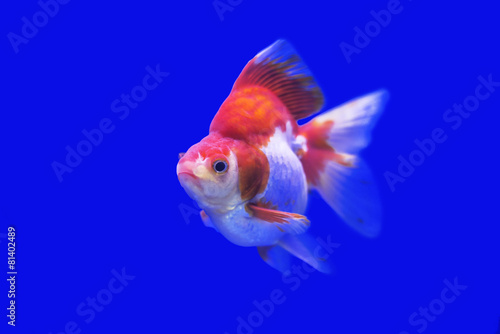 Goldfish Ryukin fancy colors in the tank ,bule backgound © nawaj