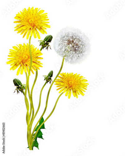 dandelion flowers isolated on white background
