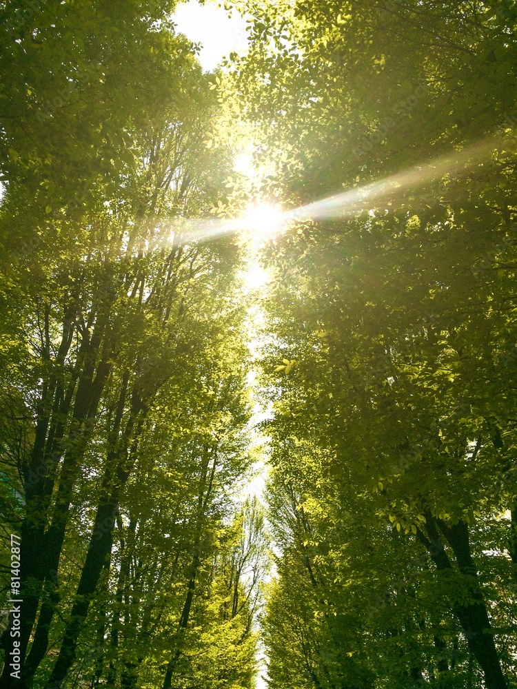 Obraz premium sole che spunta da gli alberi