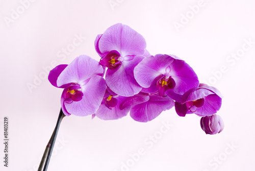 Fototapeta Naklejka Na Ścianę i Meble -  орхидея