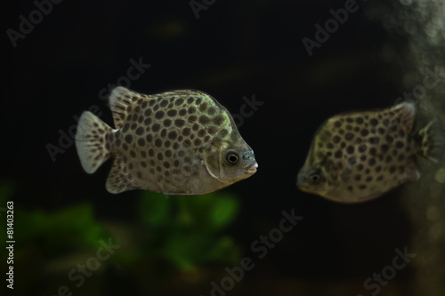 Spotted scat fish, Scatophagidae Thailand,river fish