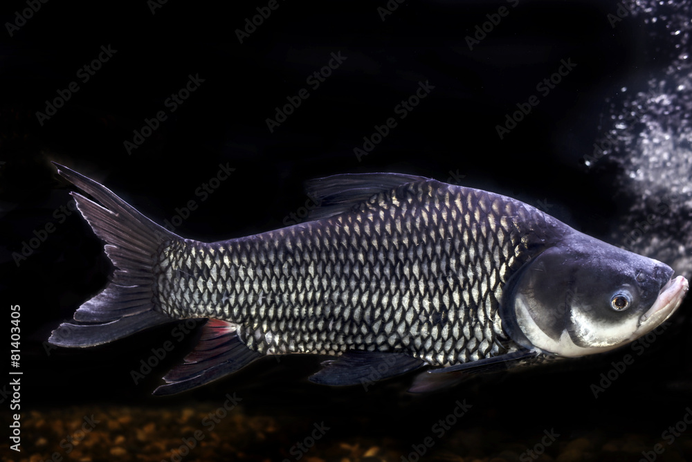 Siamese giant carp, Giant barb Fish,Thailand Siamese giant carp, Giant barb Fish,Thailand