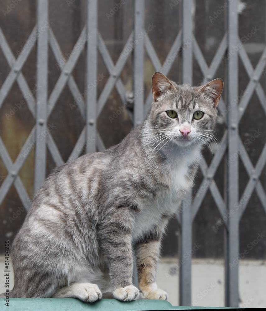Portrait of a grey domestic cat sitting. Portrait of a grey domestic cat sitting.