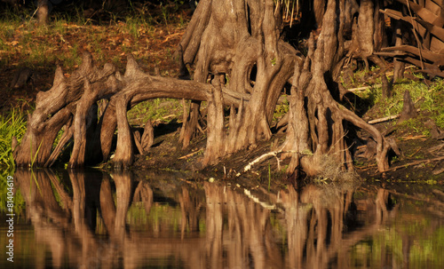 Cypress Roots   Views from Fisheating Creek in south Florida