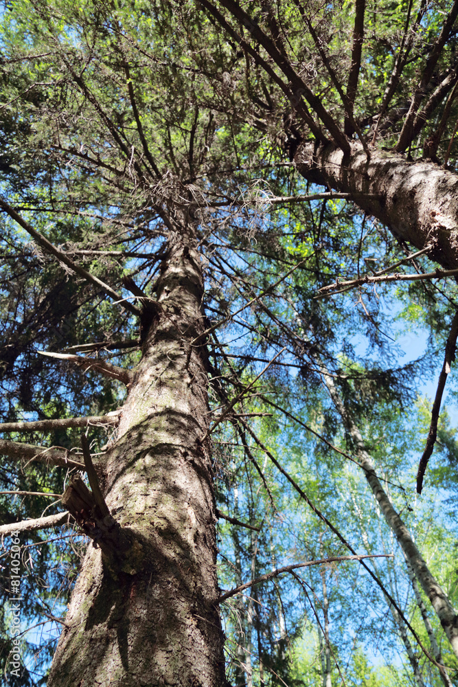 Fototapeta premium Thick tree trunks in forest on sunny summer day 