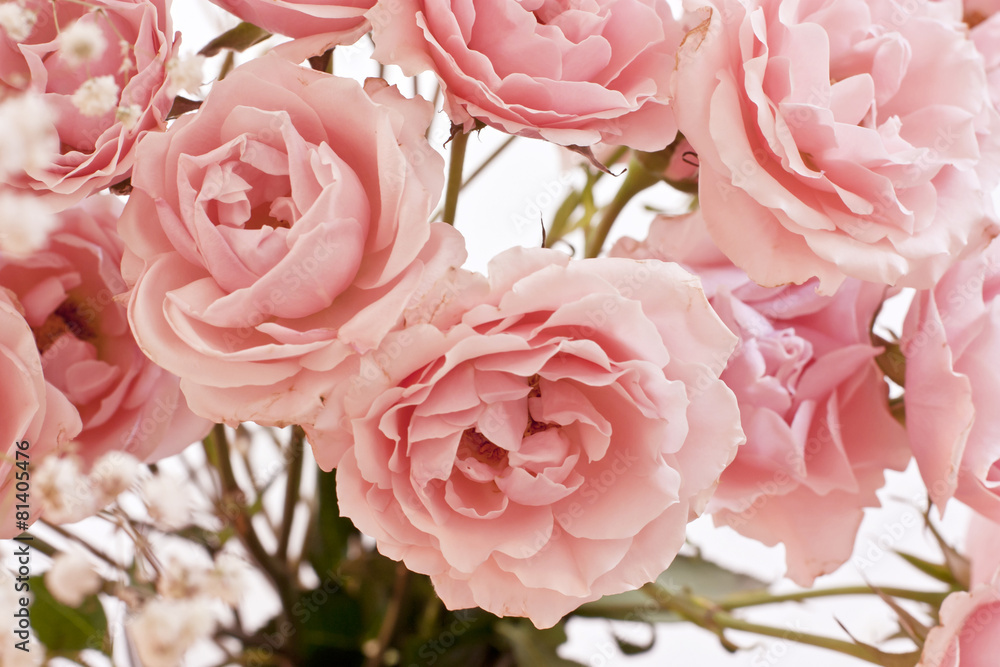 Tender pink tea roses and white flowers background Tender pink tea roses and white flowers background