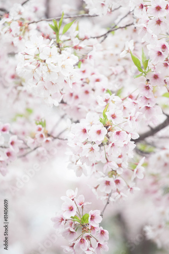 Cherry blossom in spring season  Japan