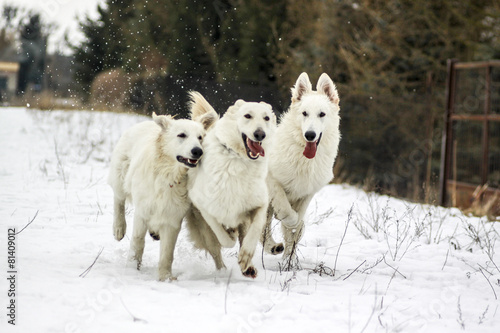 Three running dogs