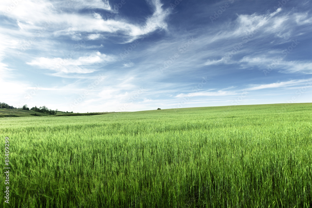 field of barley