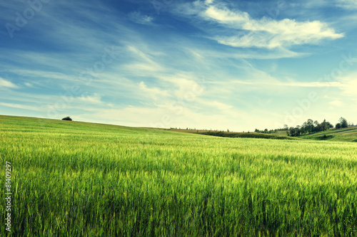 field of barley