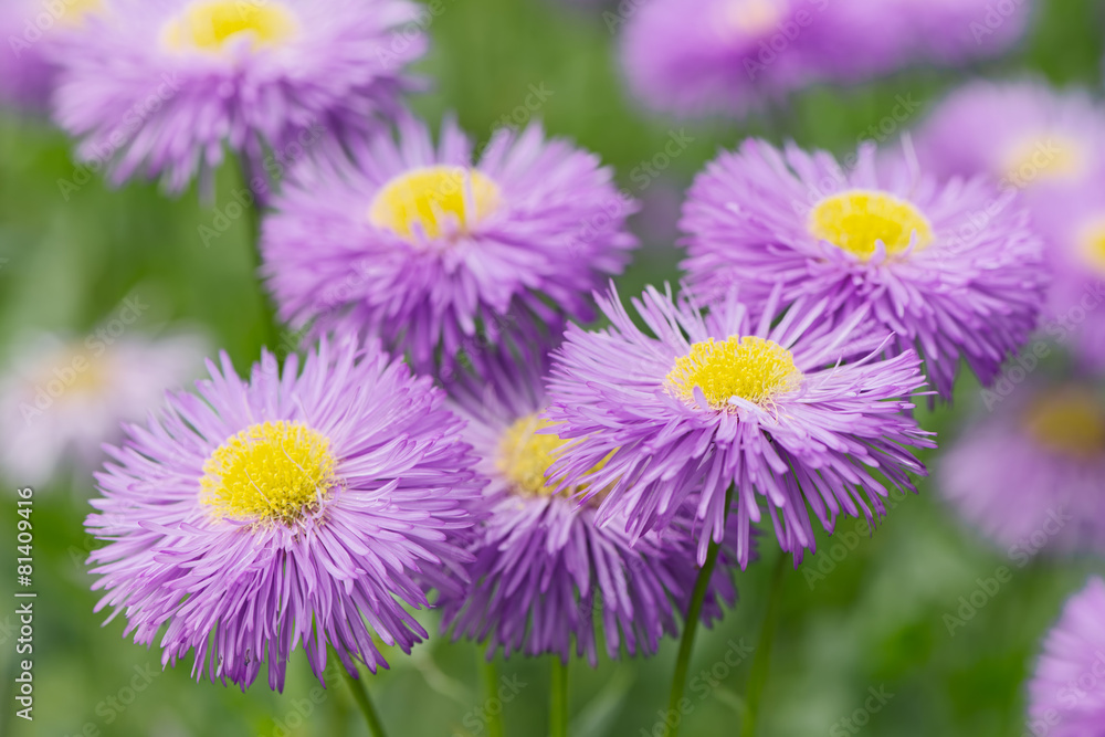 Obraz premium Purple summer flower