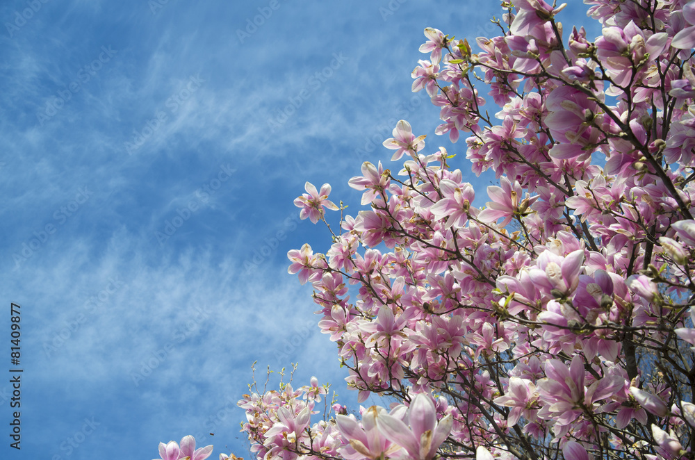 pink magnolia trees over blue sky