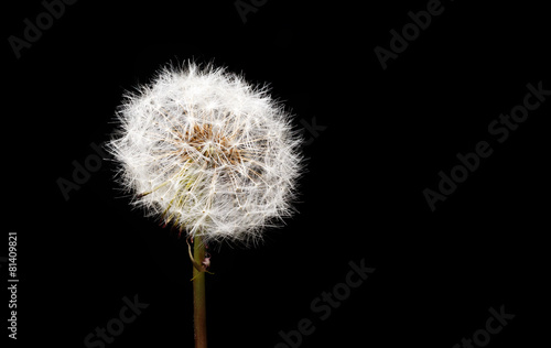 Dandelion seed head closeup. Low-key lighting. Space for text