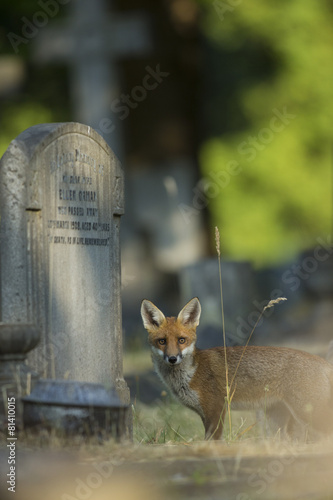 Fototapeta Red Fox - Vulpes vulpes
