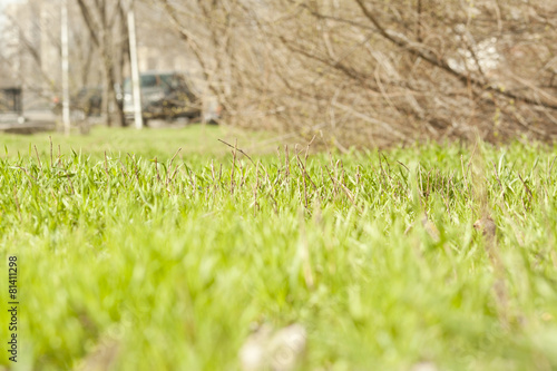Urban bad condition lawn in spring